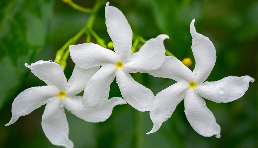 Fleurs à Wallis et Futuna