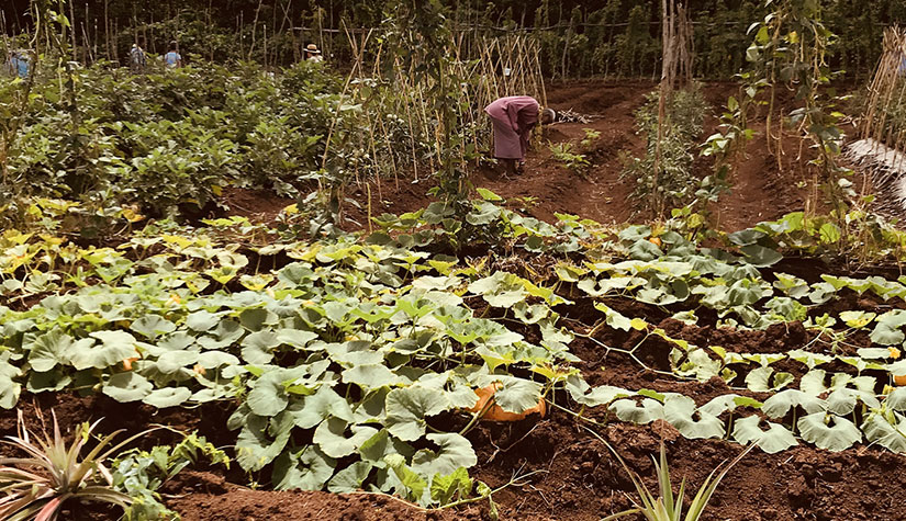 Territoire d'agriculture : une plantation de légumes