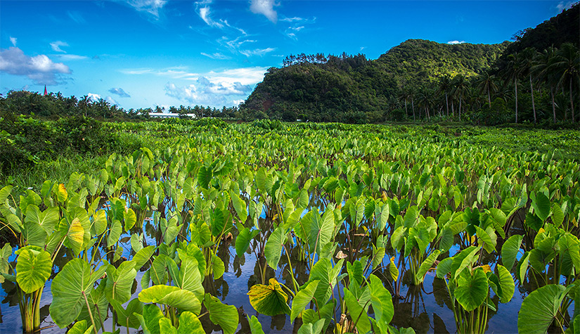 Plantation de taros d'eau à Futuna